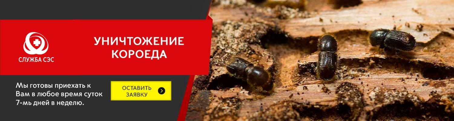 Уничтожение короеда в Солнечногорске