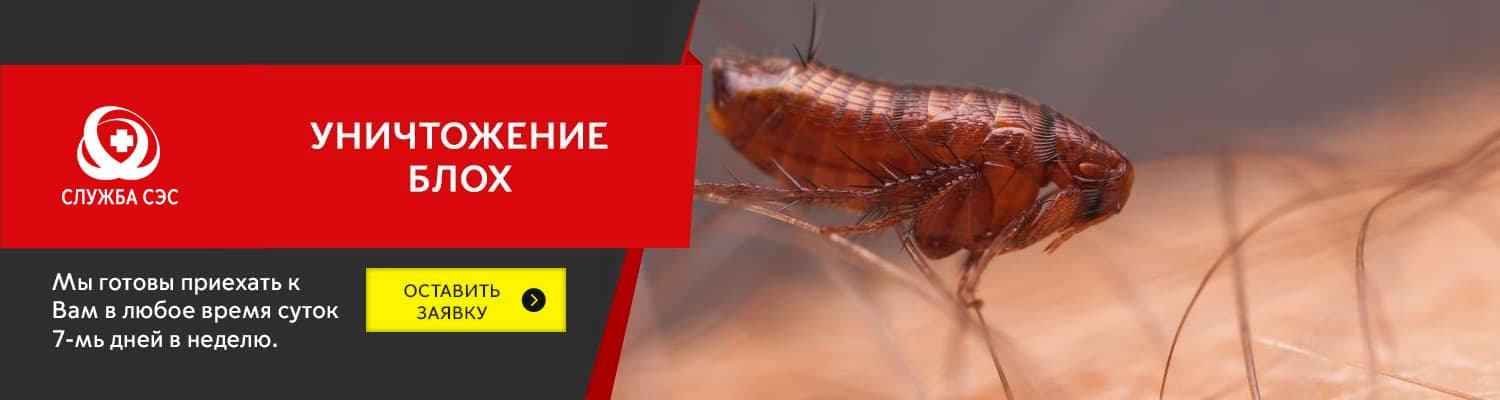 Уничтожение блох в Солнечногорске