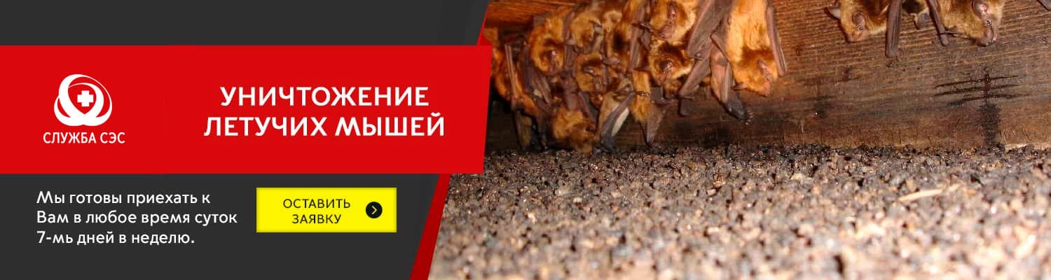 Уничтожение летучих мышей в Солнечногорске